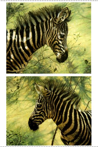 Original Paintings of Zebras and Zebra Prints