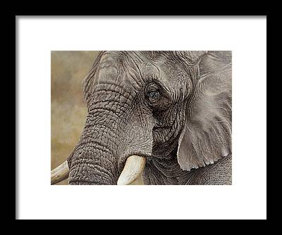 Elephant Art Prints and Wall Art