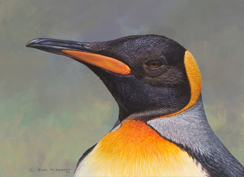 King Penguin Painting