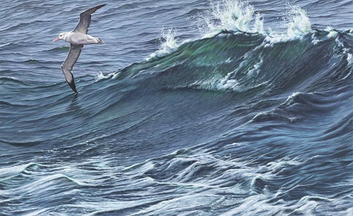 Paintings of Seabirds for Sale