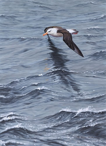 Seabird Paintings and Prints