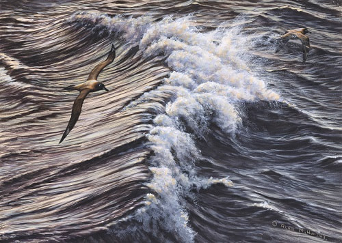 Paintings of Seagulls by Bird artist Alan M Hunt