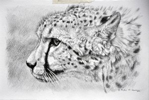 Cheetah Art Images