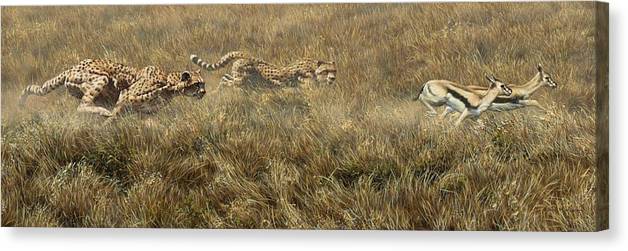 Clocing in Fast Cheetah Canvas Print