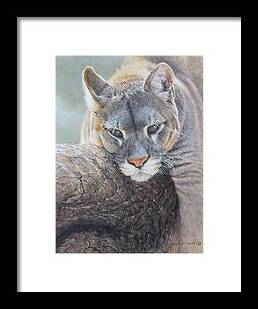 Puma Wildlife Art Prints and Merchandise
