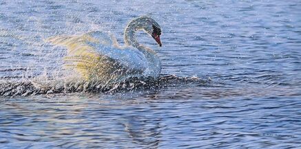 Swan Painting by Alan M Hunt