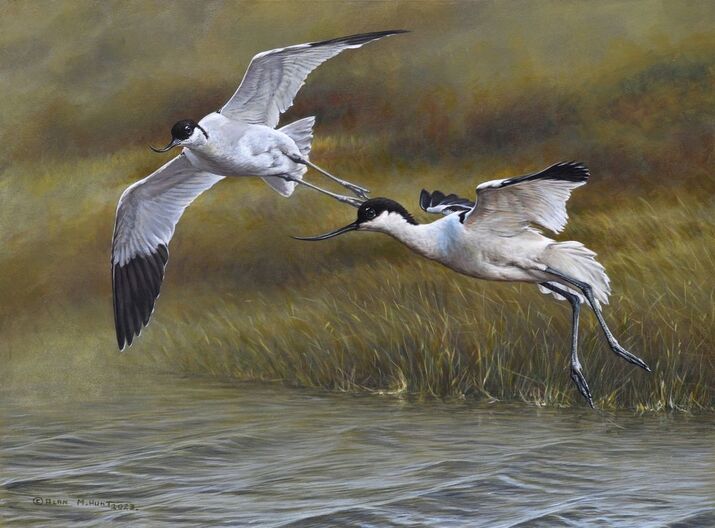 Avocet Bird Painting by ALan M Hunt