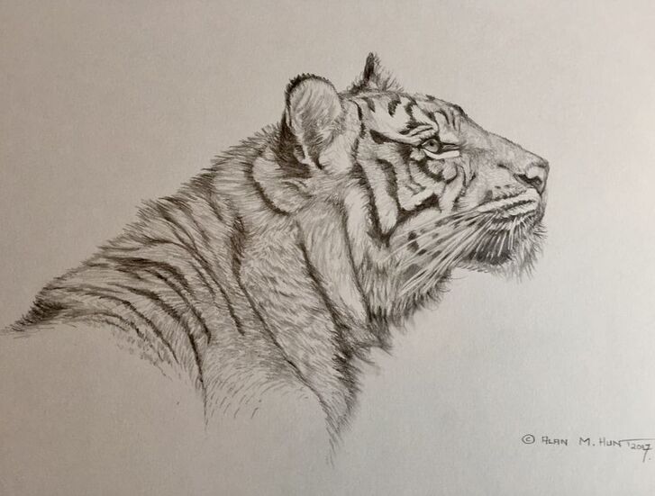 Tiger Big Cat Sketches No.1 in UK