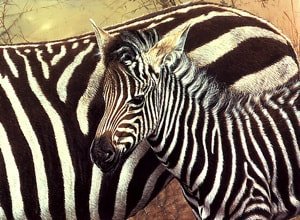 Serengeti Child Zebra Painting Prints available