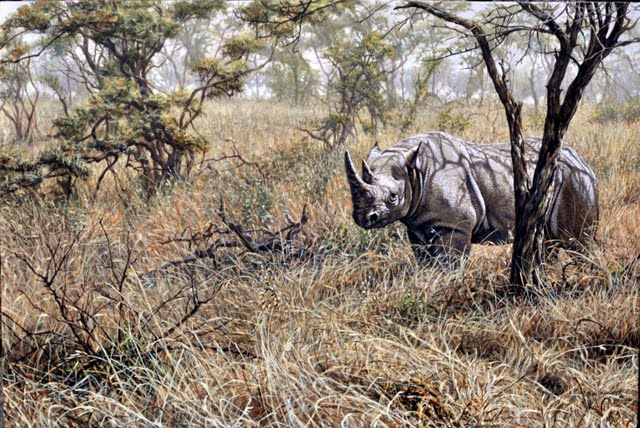 Time to move on Rhino Painting