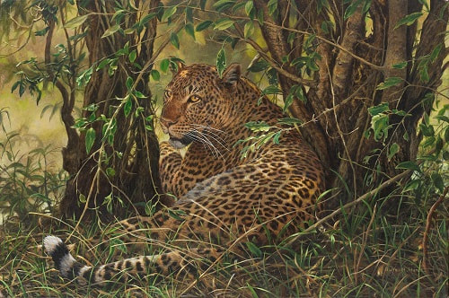 Limited Edition Wildlife Art Prints