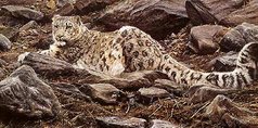 Paintings of Snow Leopards