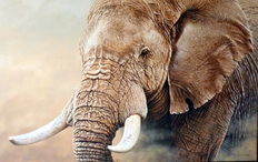 Elephant Paintings