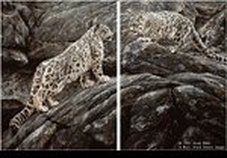 Snow Leopard Paintings & prints