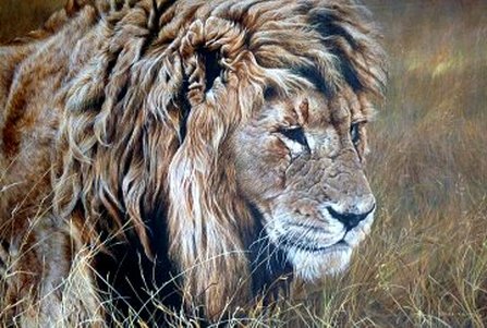Original Lion Paintings