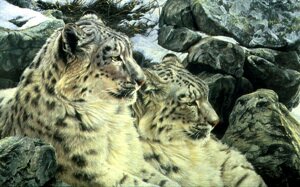 Snow Leopard Pictures
