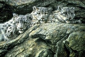 Snow Leopard Paintings