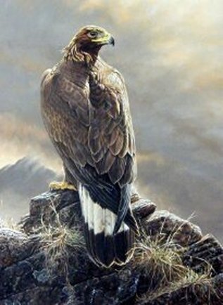 How to paint birds of prey