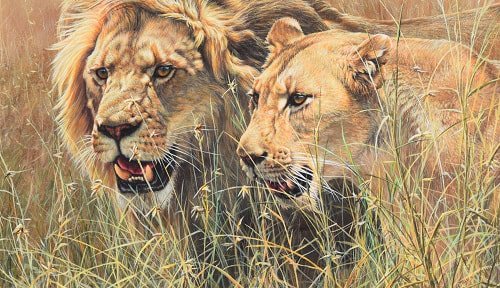 African Lion Paintings