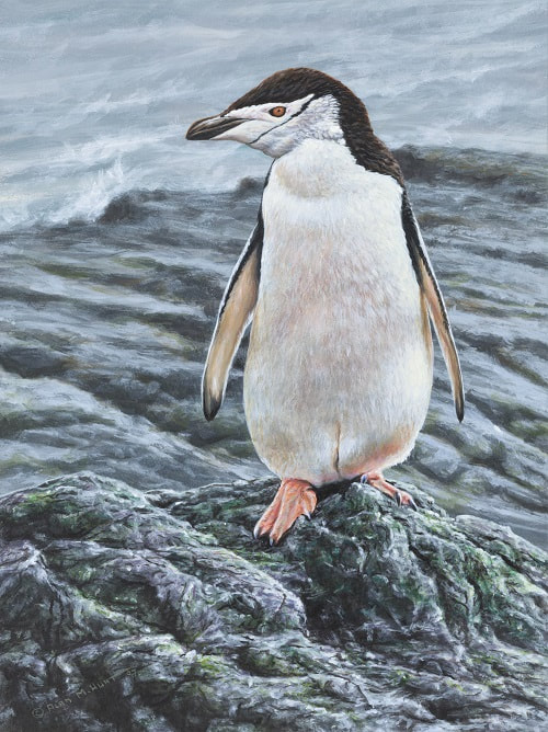 Painting of Chinstrap Penguin