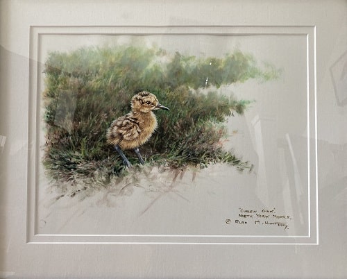 Baby Curlew Chick Painting