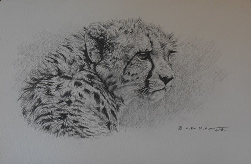 Graphite Pencil Wildlife Studies Animal Art Sketches For Sale - Alan M Hunt