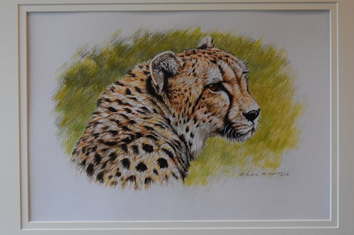 Cheetah Watercolour by Alan M Hunt