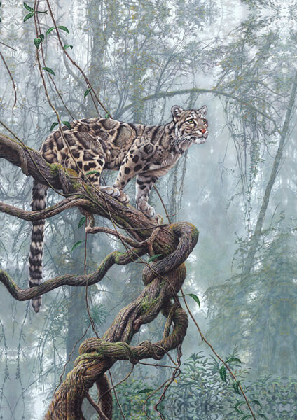 Clouded Leopard Wildlife Paintings