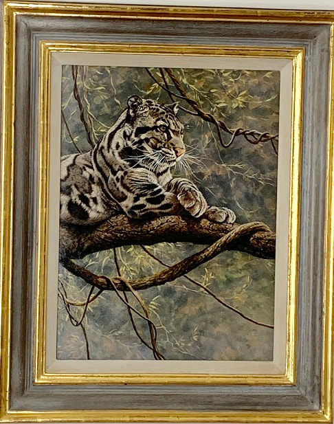 Clouded Leopard by Alan M Hunt