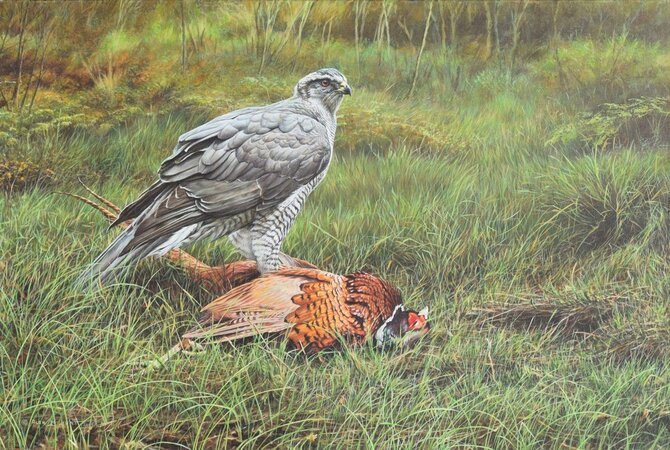 Original Bird of prey Paintings