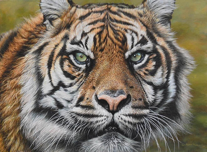 His Next Meal Acrylic on Gesso panel. Sumatran Tiger. 22 x 33ins by Alan M HuntPicture