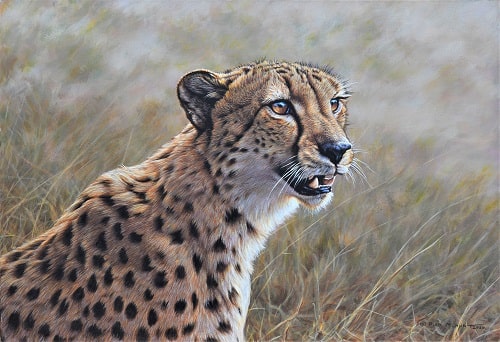Paintings of Cheetahs for sale