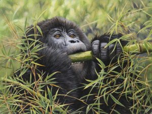 Young Male Gorilla Painting