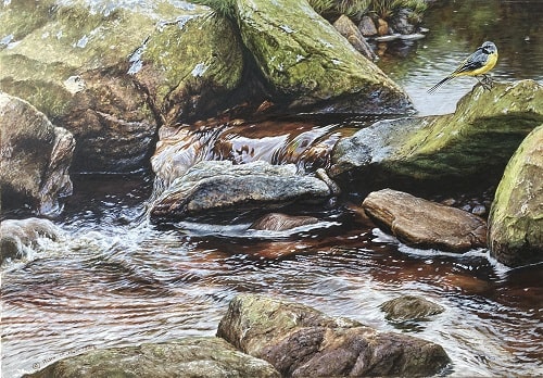 Grey Wagtail Wildlife Artist of the Year Finalist 2022