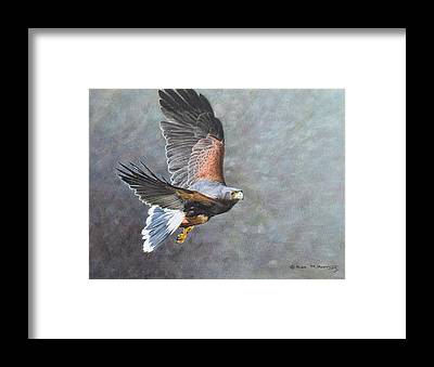 Bird of prey Art Prints