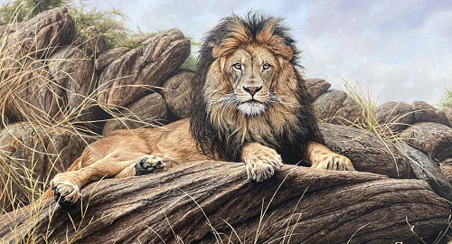 I'm King Lion by Wildlife Artist Alan M Hunt