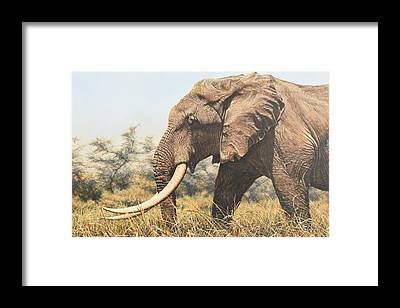 Elephant Art Prints Picture