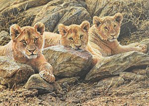 Interrupted Cat Nap - Lions
