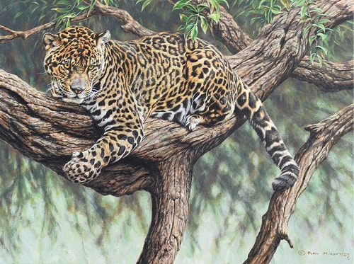 Jungle Outlook Jaguar by Alan M Hunt