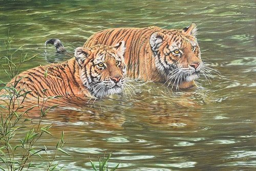 Big cat Painting of Pair of Tigers in water