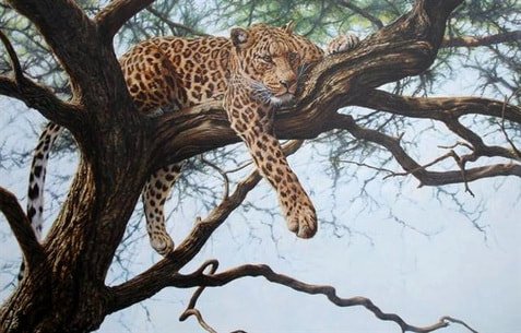 Impala Leopard in Tree