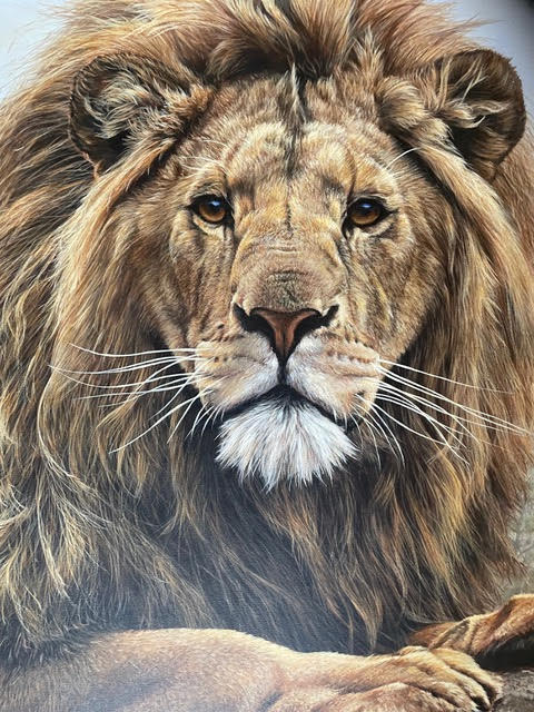 Lion on rock close up by Alan M Hunt