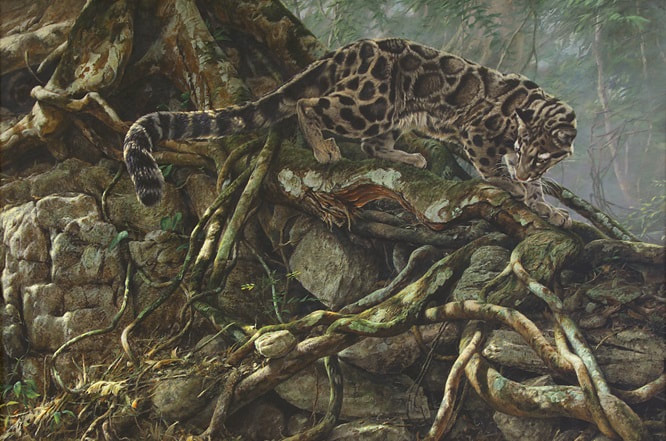 Margay Paintings and Pictures