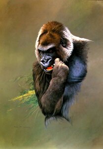 Painting Study of Gorilla 