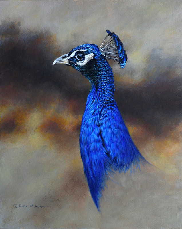 Portrait of a Peacock by Alan M Hunt
