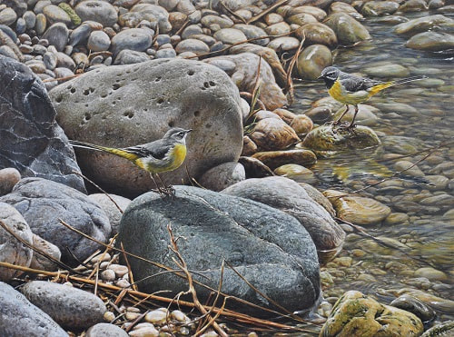 Painting of a pair of Grey Wagtails