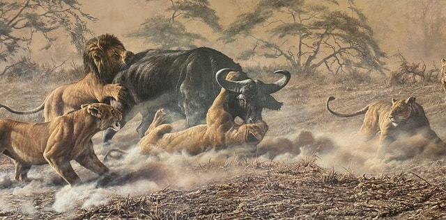 Pride of Lions attacking Buffalo Painting by Alan M Hunt