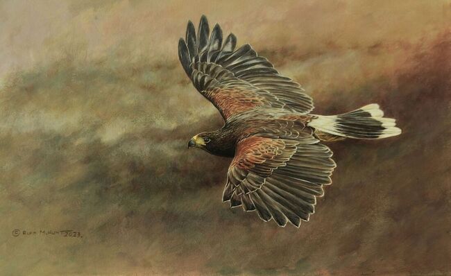 Harris Hawk by Alan M Hunt