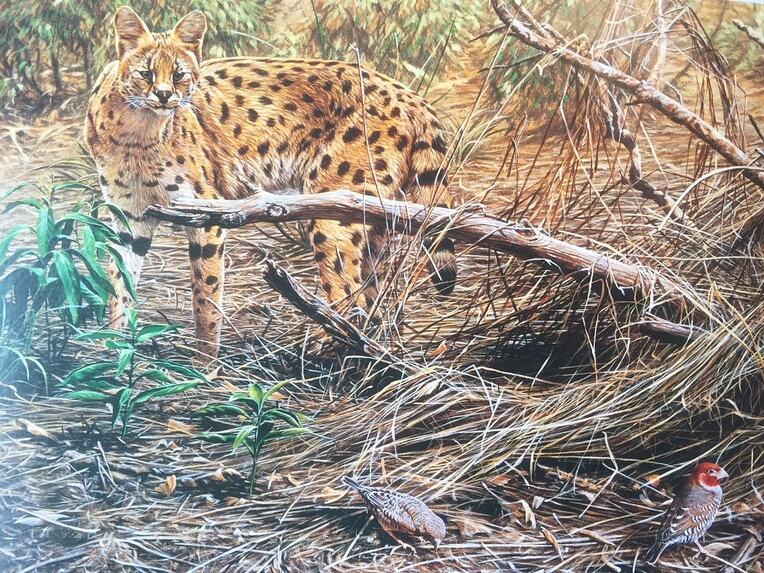 Picture of a Serval Hunting