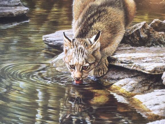 Original Bobcat Painting
